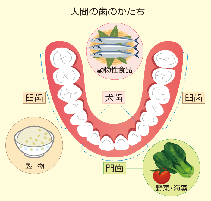 人間の歯のかたち